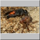 Anoplius infuscatus - Weswespe w003d 9mm mit Spinne-OS-Hasbergen-Lehmhuegel-det.jpg